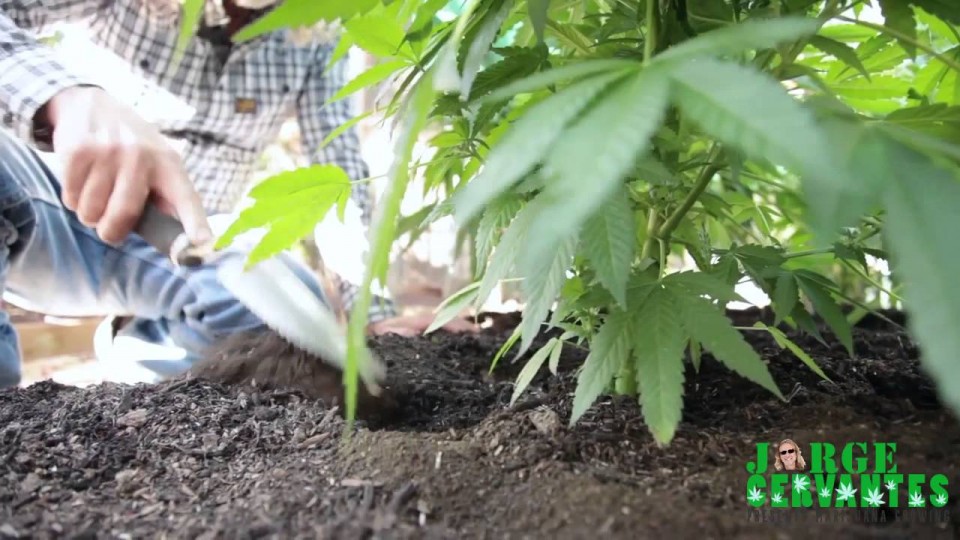 Guano (bat poop) Fertlizing And Watering Cannabis Plants with