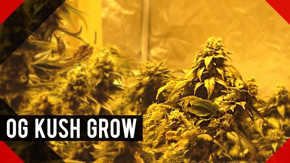 Growing Cannabis With Massive Buds – Huge Marijuana Colas, Giant Nugs ...