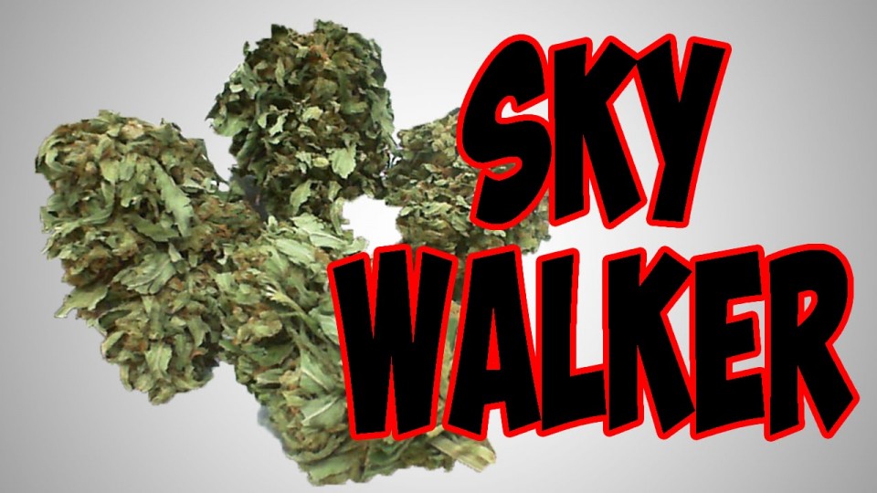 NUG PORN ★★★ SKYWALKER MegaMarijuana