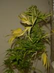 Marijuana Growing