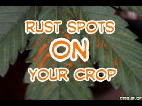 Rust spots on your marijuana plants