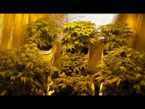 The Cloned Cannabis Grow - Video #4 - All Transplanted & Flipped into Flower