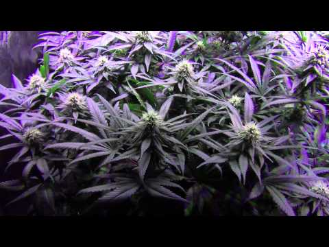 GrowBlu 500W LED Grow - Girl Scout Cookies & Frog Fart - Day 28 Flower