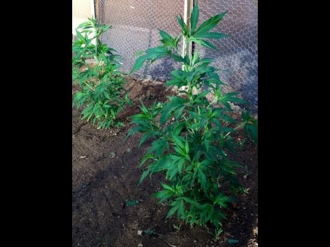 ORGANIC: Best Ways To Grow Medical Marijuana