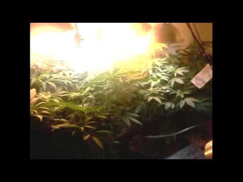 CFL -- Closet Grow (Extremely Low Budget) wk#12