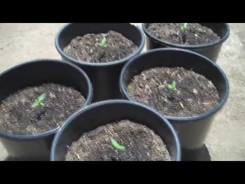 Outdoor Cannabis Grow: Day 8 