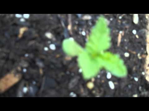 Outdoor Cannabis Grow: 1 Week 