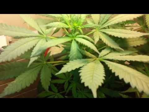 Lemon Thai female marijuana plant starting to bud