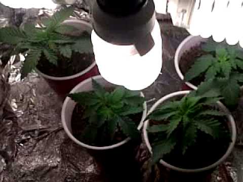Growing Marijuana First Indoor CFL Grow