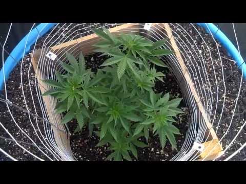 Episode 7 Medical Marijuana Greenhouse Grow 2013