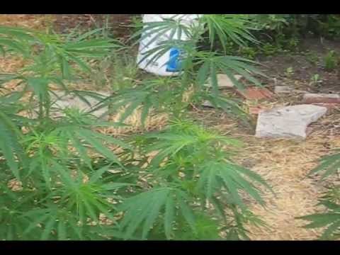 Oaxacan Gold - Cannabis Sativa (10 Weeks From Seed) [5/07/2013 - 7:56am]