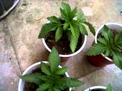 Growing Marijuana outdoors 2 weeks Veg Mircale grow
