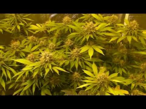 The Cloned Cannabis Grow - Video #5 - Using a Veg. Room To Pre-Flower