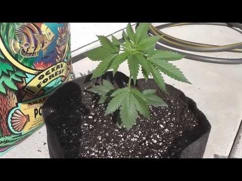LSP#32 'Cali Jane is on the move, Transplant time!'