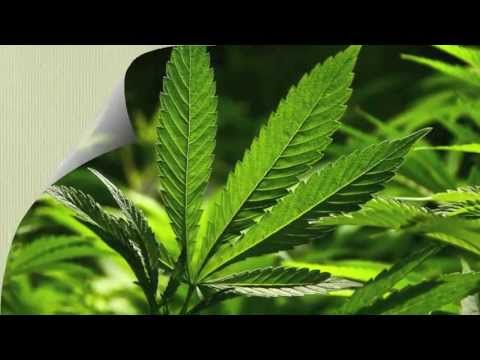 What Are The Most Common Marijuana Growing Problems?