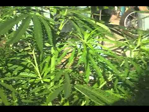 Oaxacan Gold - Cannabis Sativa (15 Weeks From Seed) [6/11/2013 - 7:23am]