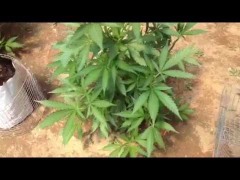 HOW TO GROW MARIJUANA CLONES: 2013 SEASON