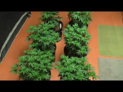 The Cloned Cannabis Grow - Video #6 - My Crazy Watering Schedule