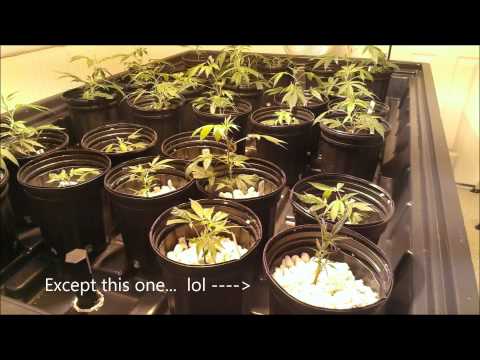 Wont Be Long - Mike D 4209 (beat by ScareCrow)  (Growroom video)