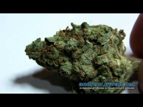 KANDY KUSH X LA CON Voyagers Coffeeshop (DNA Genetics) Amsterdam Weed Review