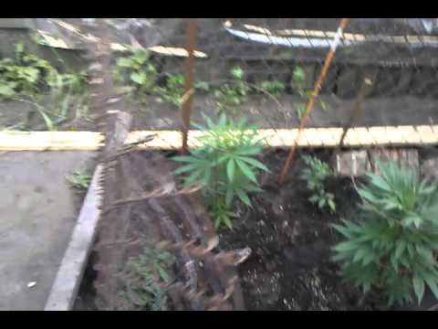 Marijuana grow 2013 Update #4