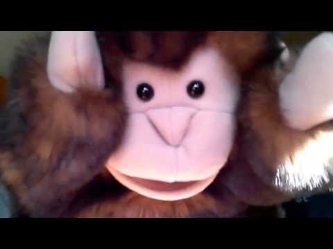 OMG ADORABLE Monkey talks while high on Marijuana!