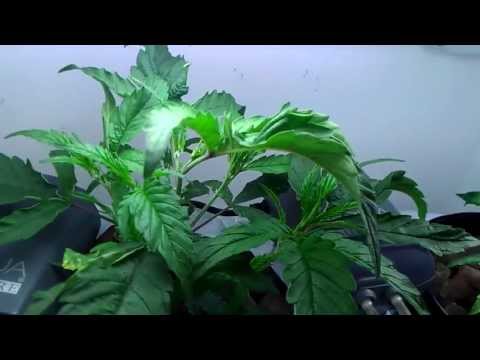 150 Actual Watt Veg:Topping a Cannabis Plant Lights on 24/7