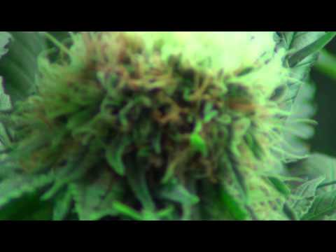 RADIANT LED L4A Series 10 Grow - Girl Scout Cookies | Sour Power | Dawg Poo - Day 41 Flower