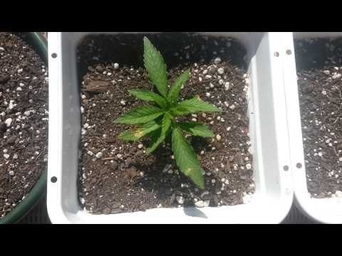 Update on seedlings guys! Enjoy!