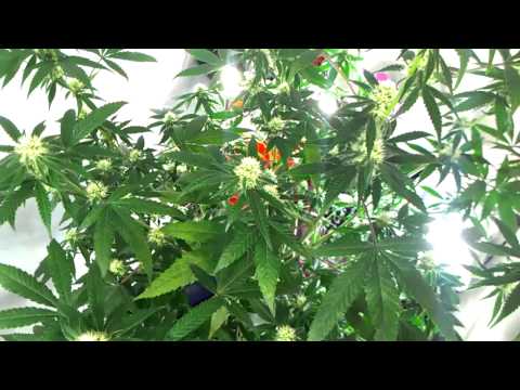1000 watt Cannabis Grow: Northern Lights Flowering Week 3