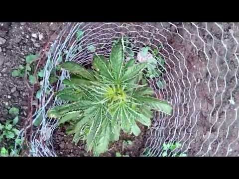 Outdoor Medical Marijuana 2013 