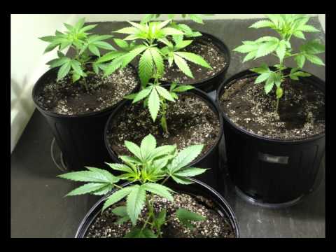 Marijuana Grow from Seedling to 1st day of Flowering