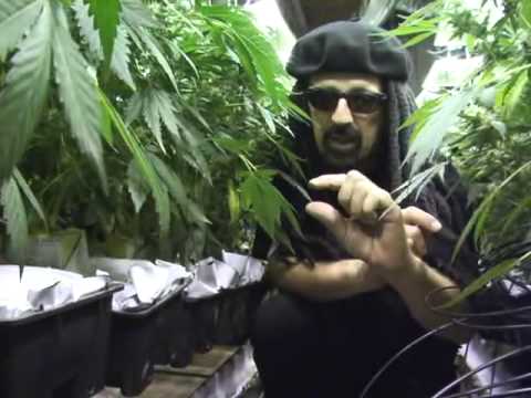 Ultimate Grow 2 (Cannabis Grow Guide)