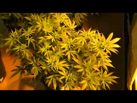 The Cloned Cannabis Grow - Video #7 - Happy Fathers Day Update