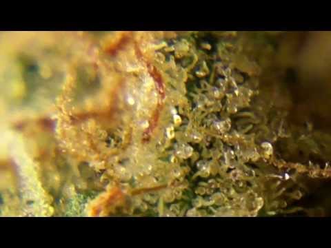 Ep 327 Lavender x KUSH Weed Strain Review Soma Seeds 720p HD upclose trichomes