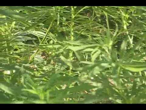Oaxacan Gold - Cannabis Sativa (16 Weeks From Seed) [6/18/2013 - 6:56am]