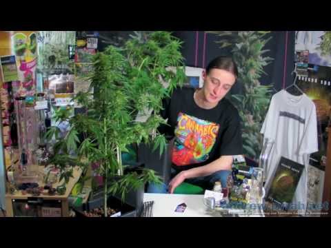 Royal Creamatic Harvest - Royal Queen Seeds Autoflowering Cannabis Grow