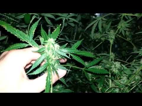 Girl Scout Cookies & Pineapple Express Part 5 HARVEST TIME
