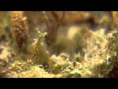 Ep 325 Blue Rhino indoor* 720p Weed Strain Review Positronics Seeds Hd Medical Marijuana cannabis