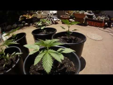 Outdoor Cannabis Grow: Day 23 
