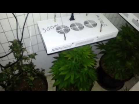 Budding 1200w LED grow light,grow room,great medical marijuana