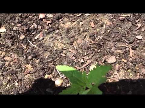 Day 8: Cannabis growth outdoors