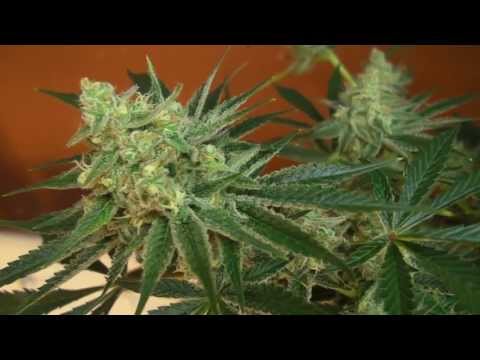 The Cloned Cannabis Grow - Video #8 - Perpetual Rotation Day
