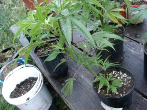 Washington Outdoor Medical Marijuana Grow pt3