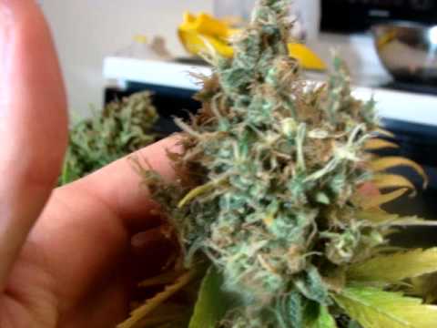 1000 Watt hps Organic Medical Marijuana Harvest
