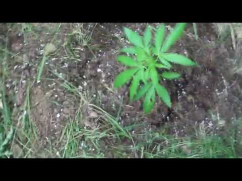 UK or Holland Guerrilla Grow PART 4 2013