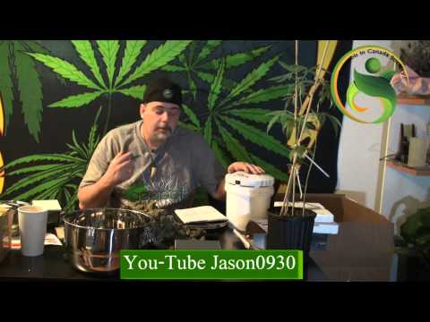 Curing Cannabis - C-Vault made easy part 3