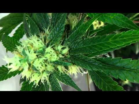 1000 watt Cannabis Grow: Northern Lights Flowering Week 4
