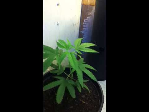 1st marijuana grow ( Need Tips!)