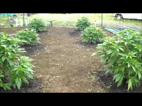 Outdoor Marijuana Garden update 6/23/13 (just after applying Compost Tea)